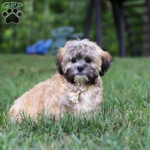 Bryce, Lhasa Apso Puppy